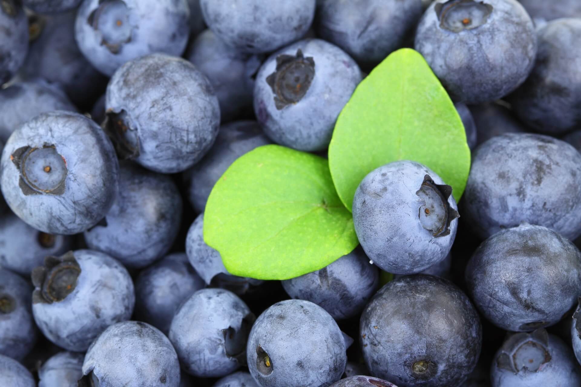 BLUEBERRIES