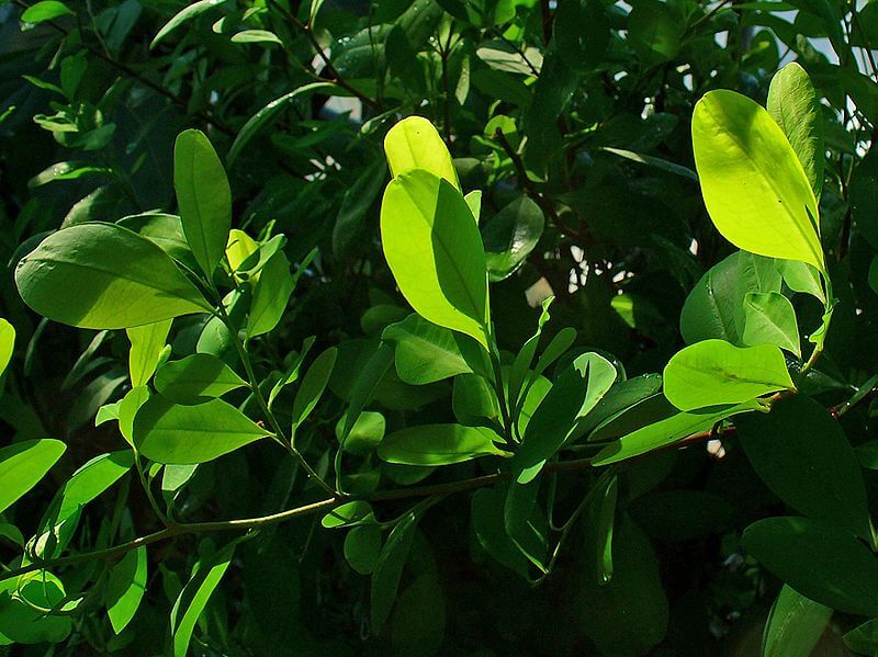 COCA