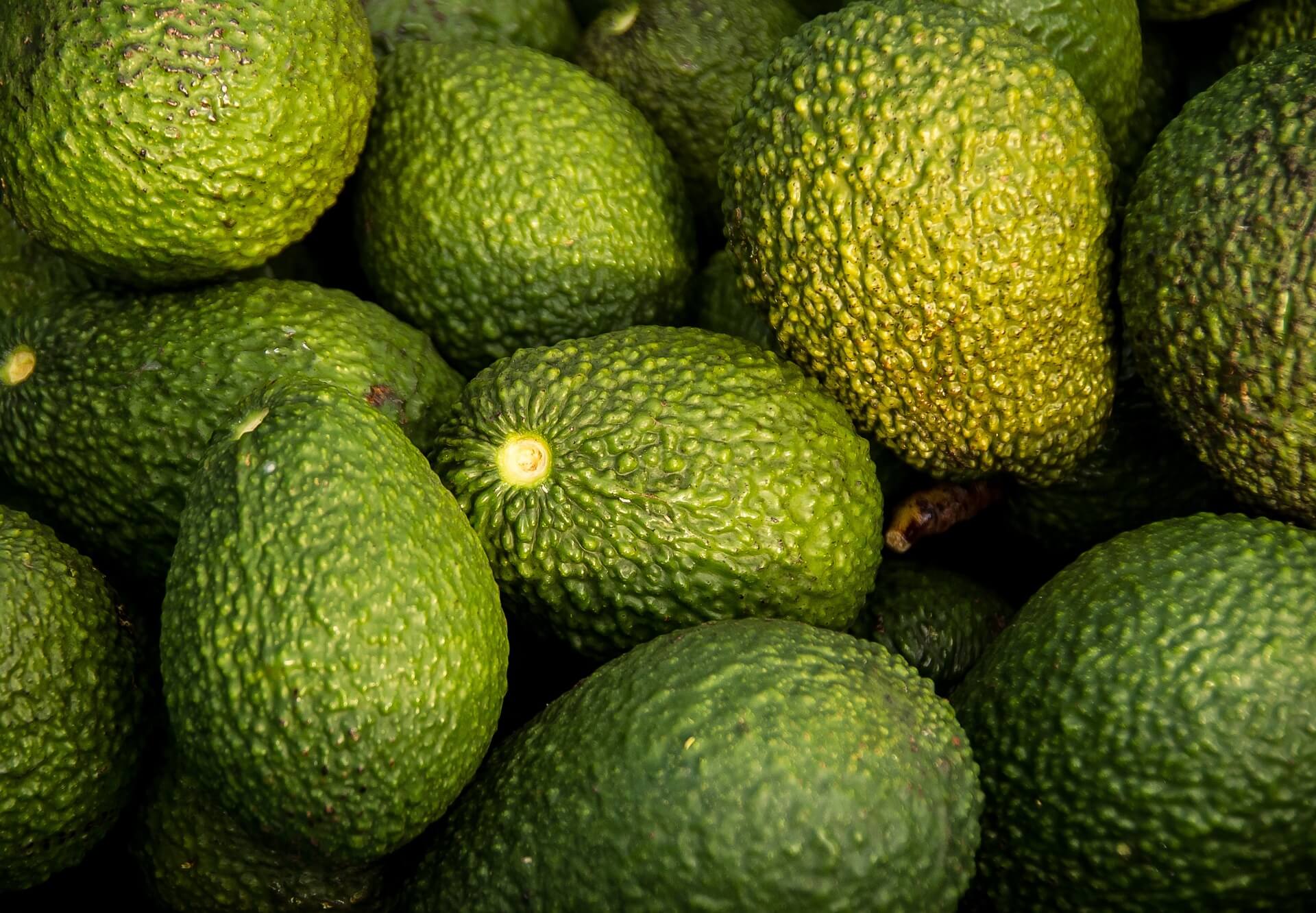 AGUACATE