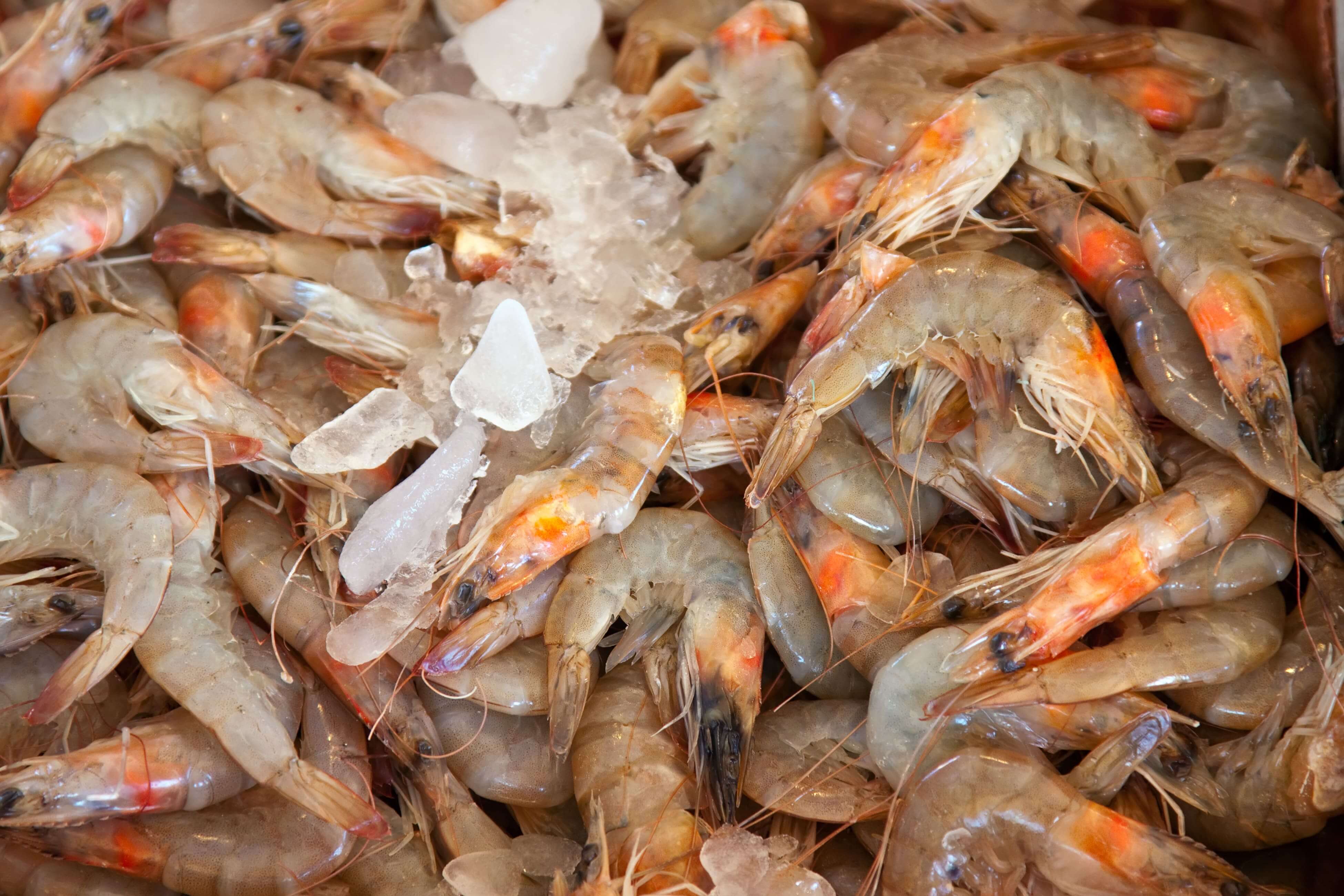 LANGOSTINOS