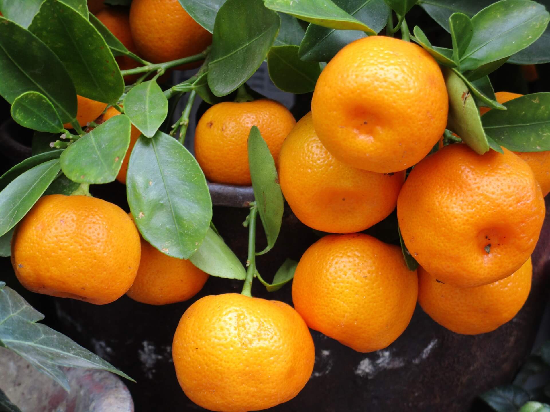 MANDARINA